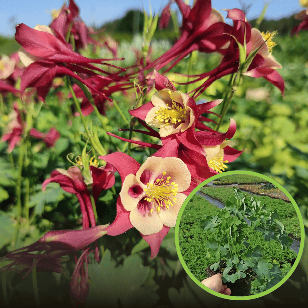 Orlik błękitny Early Bird Red Yellow - niespotykany dwukolorowy kwiat Aquilegia Caerulea 'Early bird red yellow' 1