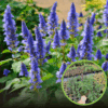 Kłosowiec Blue Fortune - długie niebieskie kwiatostany Agastache scrophularifolia 'Blue fortune' 1
