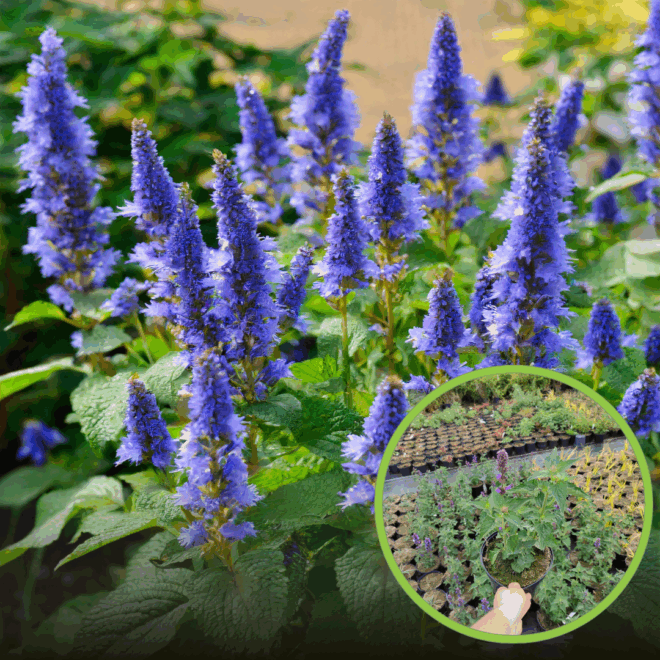 Kłosowiec Blue Fortune - długie niebieskie kwiatostany Agastache scrophularifolia 'Blue fortune' 1