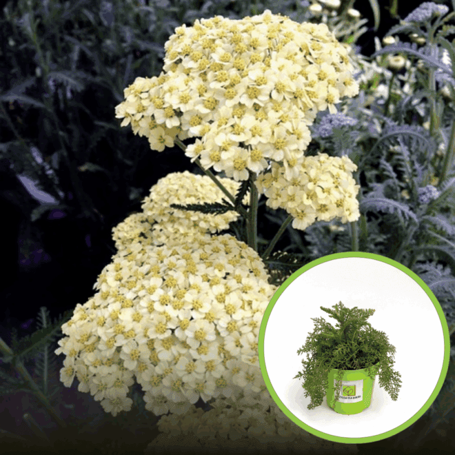 Krwawnik pospolity Sumer Fruits Lemon - jasno żółta niewymagająca bylina Achillea millefolium 'Sumer Fruits Lemon' 1