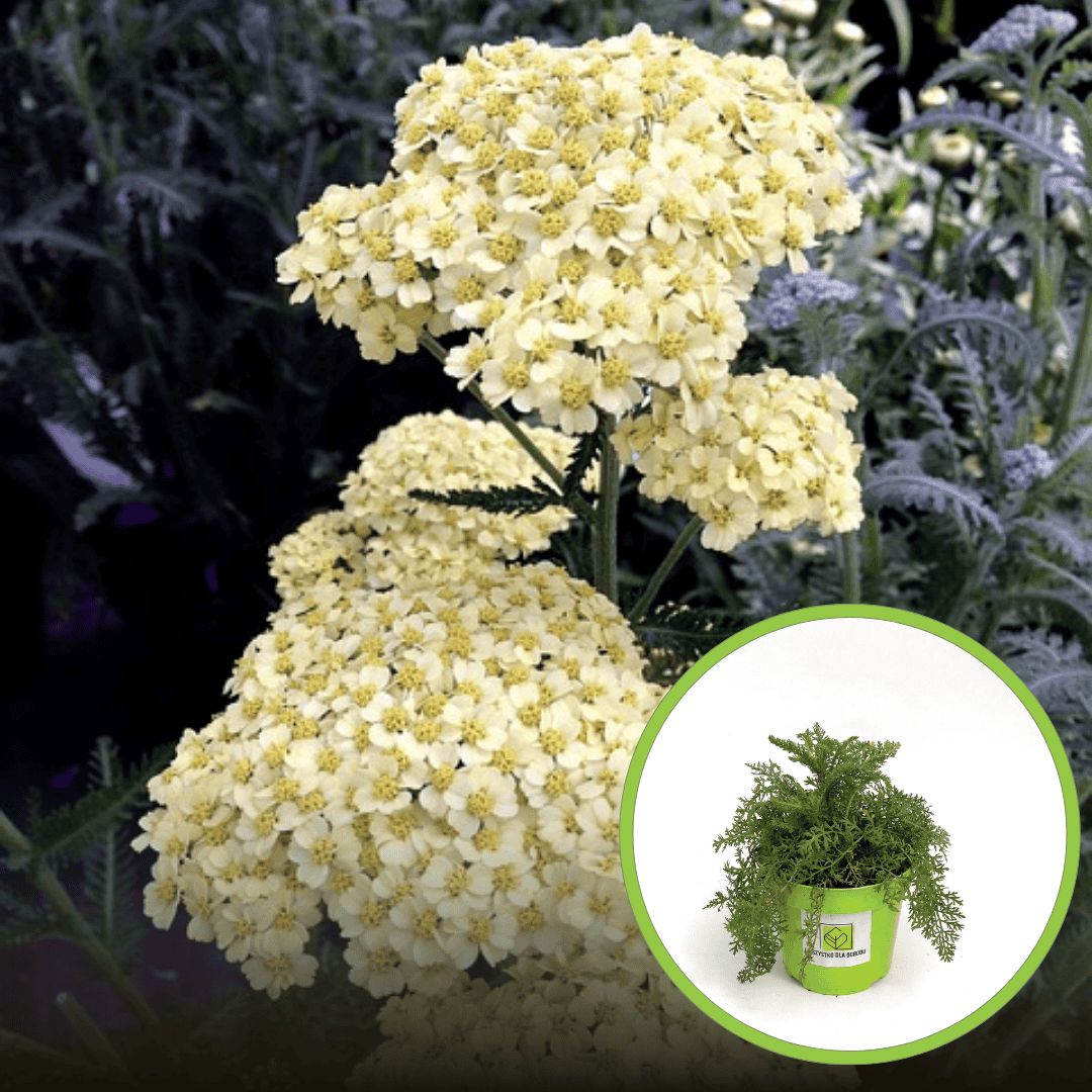 Krwawnik pospolity Sumer Fruits Lemon - jasno żółta niewymagająca bylina Achillea millefolium 'Sumer Fruits Lemon' 1