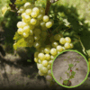 Winogron winorośl Cayuga White - IDEALNE NA WINO Vitis vinifera 'Cayuga White' 1