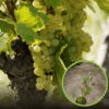 Winogron winorośl Iza Zaliwska żółta - TRUSKAWKOWY AROMAT Vitis vinifera 'Iza Zaliwska' 1
