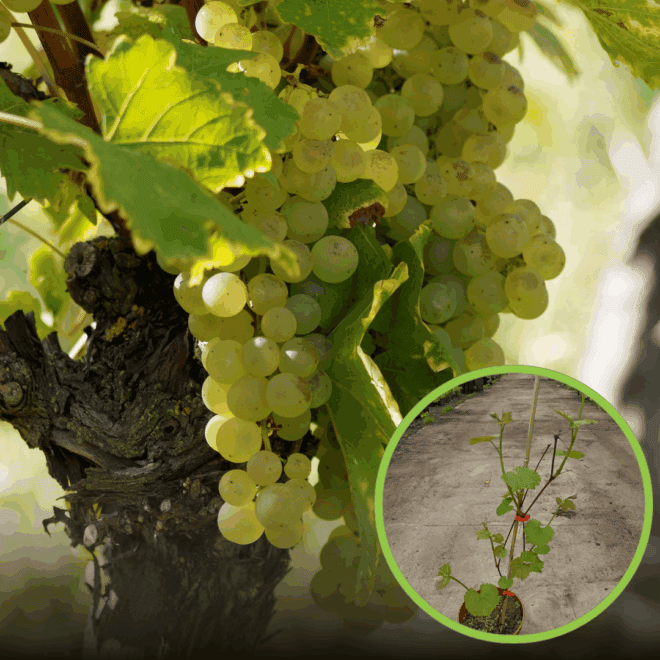 Winogron winorośl Iza Zaliwska żółta - TRUSKAWKOWY AROMAT Vitis vinifera 'Iza Zaliwska' 1