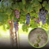 Winogron winorośl V-68021 - NAJNOWSZA ODMIANA Vitis vinifera 'V-68021' 1