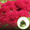 Krwawnik pospolity Skysail RED - Czerwona odmiana Achillea millefolium 'Skysail RED' 1