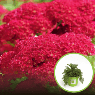 Krwawnik pospolity Skysail RED - Czerwona odmiana Achillea millefolium 'Skysail RED' 1