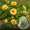 Róża okrywowa ORIENTA AYLIN - orientalna piękność Rosa Orient aylin 1