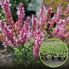 Szałwia omszona Midnight Rose - różowa odmiana Salvia nemorosa 'Midnight Rose' 1