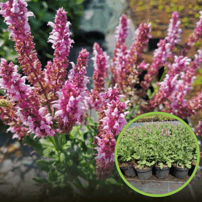 Szałwia omszona Midnight Rose - różowa odmiana Salvia nemorosa 'Midnight Rose' 1