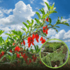 Jagoda Goji NEW BIG - zdrowe owoce - mrozoodporna P9 Lycium barbarum 'New big' 1