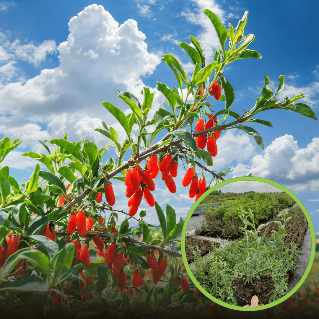 Jagoda Goji NEW BIG – zdrowe owoce – mrozoodporna P9