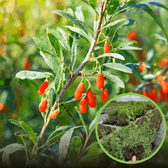 Jagoda Goji Korean Big - zdrowe owoce - mrozoodporna P9 Lycium barbarum 'Korean big' 1