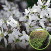 Świdośliwa Lamarcka - P9 Amelanchier Lamarcka P9 1