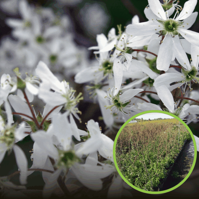 Świdośliwa Lamarcka - P9 Amelanchier Lamarcka P9 1