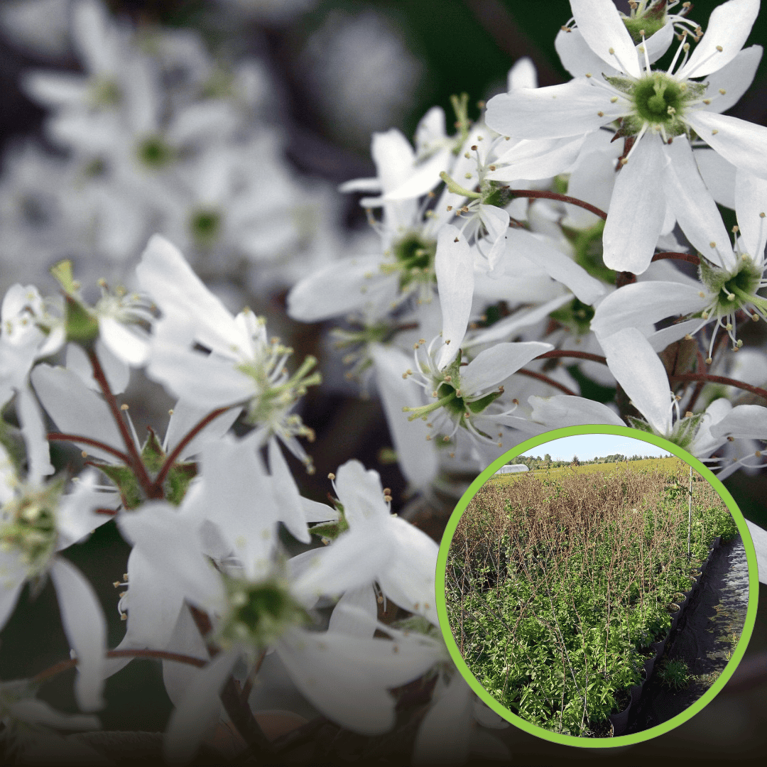 Świdośliwa Lamarcka - P9 Amelanchier Lamarcka P9 1