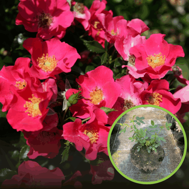 Róża okrywowa LandFrauen Rose Rosa 'LandFrauen Rose 1