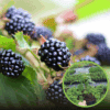 Jeżyna Thornfree Czarna - IDEALNA DLA POCZĄTKUJĄCYCH Rubus fruticosus 'Thrnfree' 1