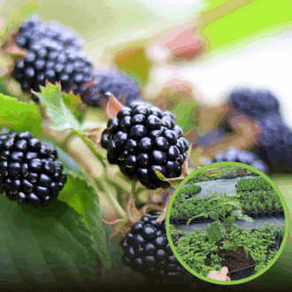 Jeżyna Thornfree Czarna - IDEALNA DLA POCZĄTKUJĄCYCH Rubus fruticosus 'Thrnfree' 1
