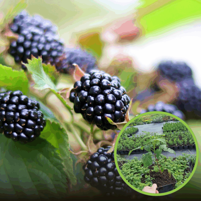 Jeżyna Thornfree Czarna - IDEALNA DLA POCZĄTKUJĄCYCH Rubus fruticosus 'Thrnfree' 1