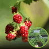 Jeżyna Rdzawa - wyjątkowa odmiana Rubus phoenicolasius 1