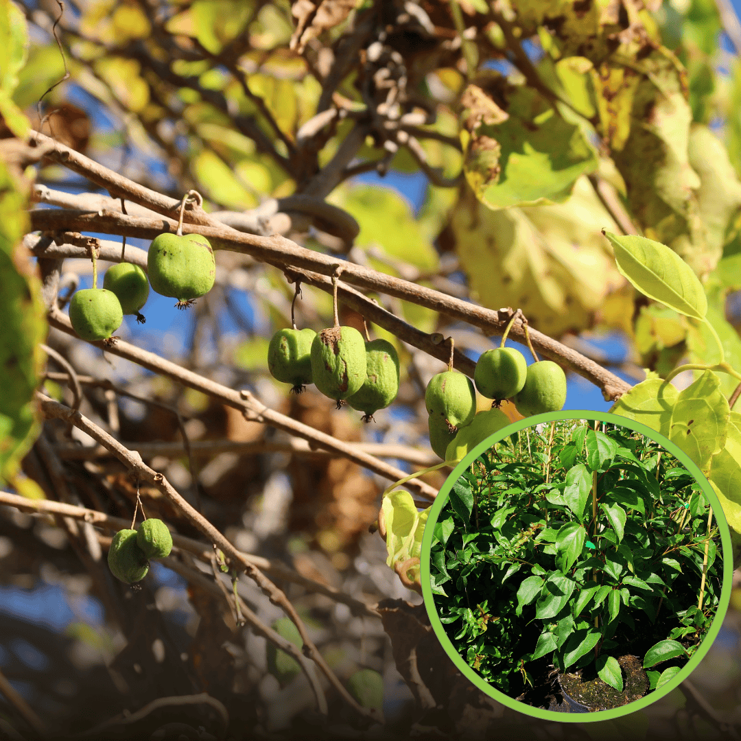 Aktinidia – mini kiwi – kategoria