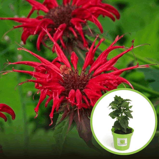 Pysznogłówka Fireball - czerwona Monarda Monarda 'Fireball' 1