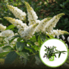 Budleja Dawida "Butterfly Candy Little White"- Biała Miniaturka Budleii davidii ''Butterfly Candy Little White 1