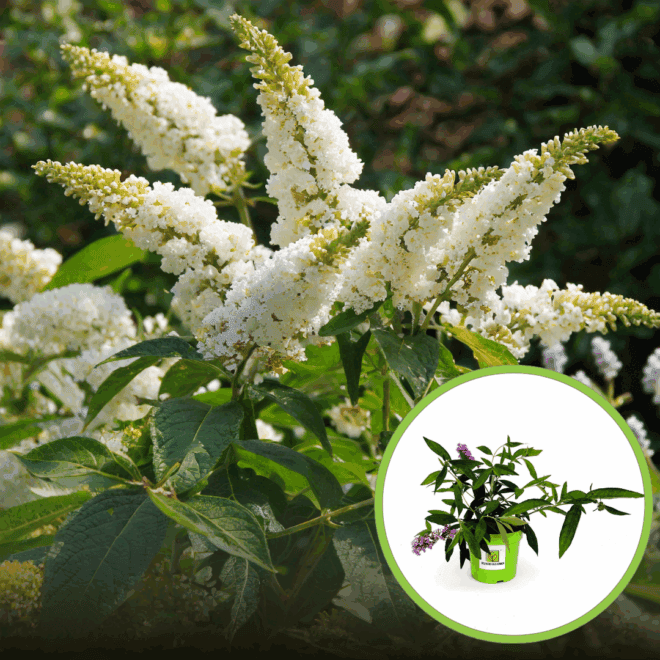 Budleja Dawida "Butterfly Candy Little White"- Biała Miniaturka Budleii davidii ''Butterfly Candy Little White 1