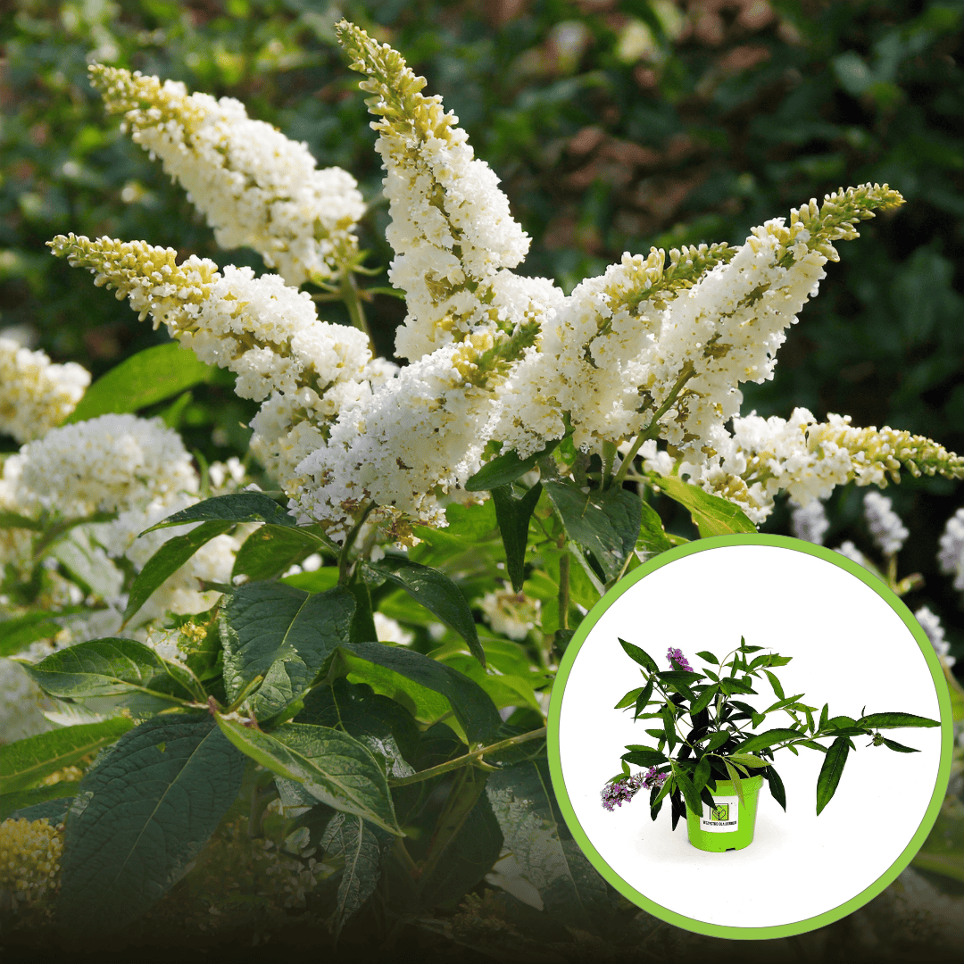 Budleja Dawida „White Profusion”