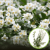 Jaśminowiec wonny Innocence - białe kwiaty Philadelphus coronarius 'Innocence ' 1