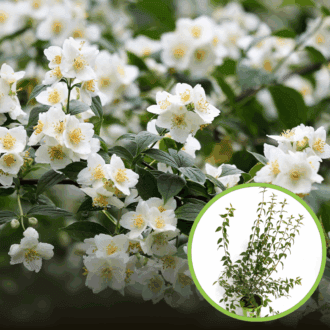 Jaśminowiec wonny Innocence - białe kwiaty Philadelphus coronarius 'Innocence ' 1