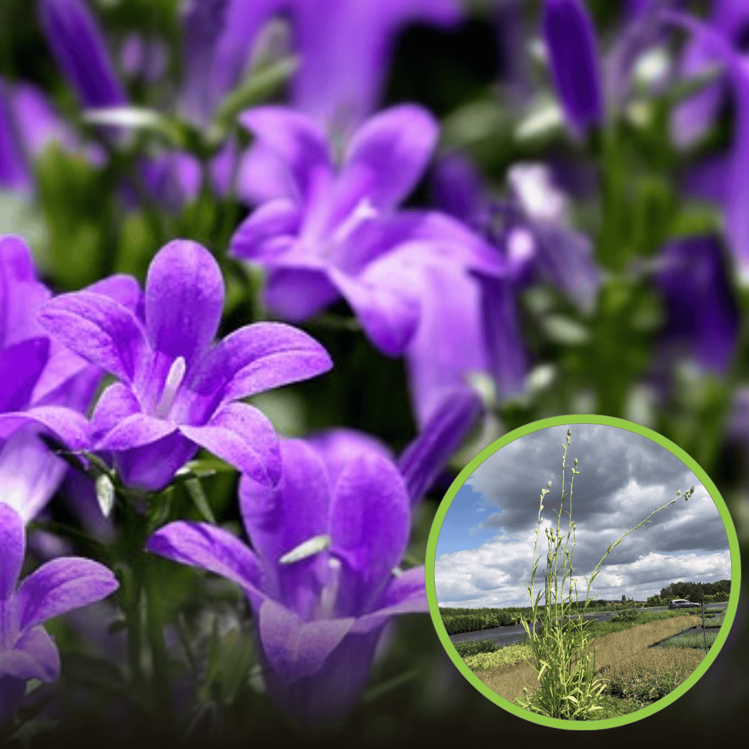Dzwonek brzoskwiniolistny „Grandiflora”