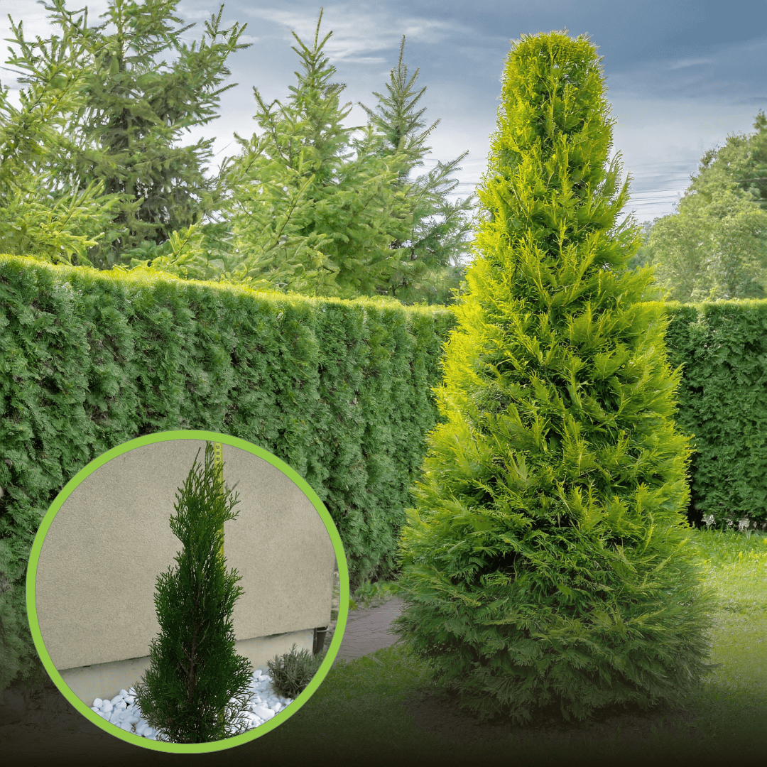 Tuja Szmaragd (Szmaragd)- thuja żywotnik Thuja occidentalis 'Szmaragd' 1