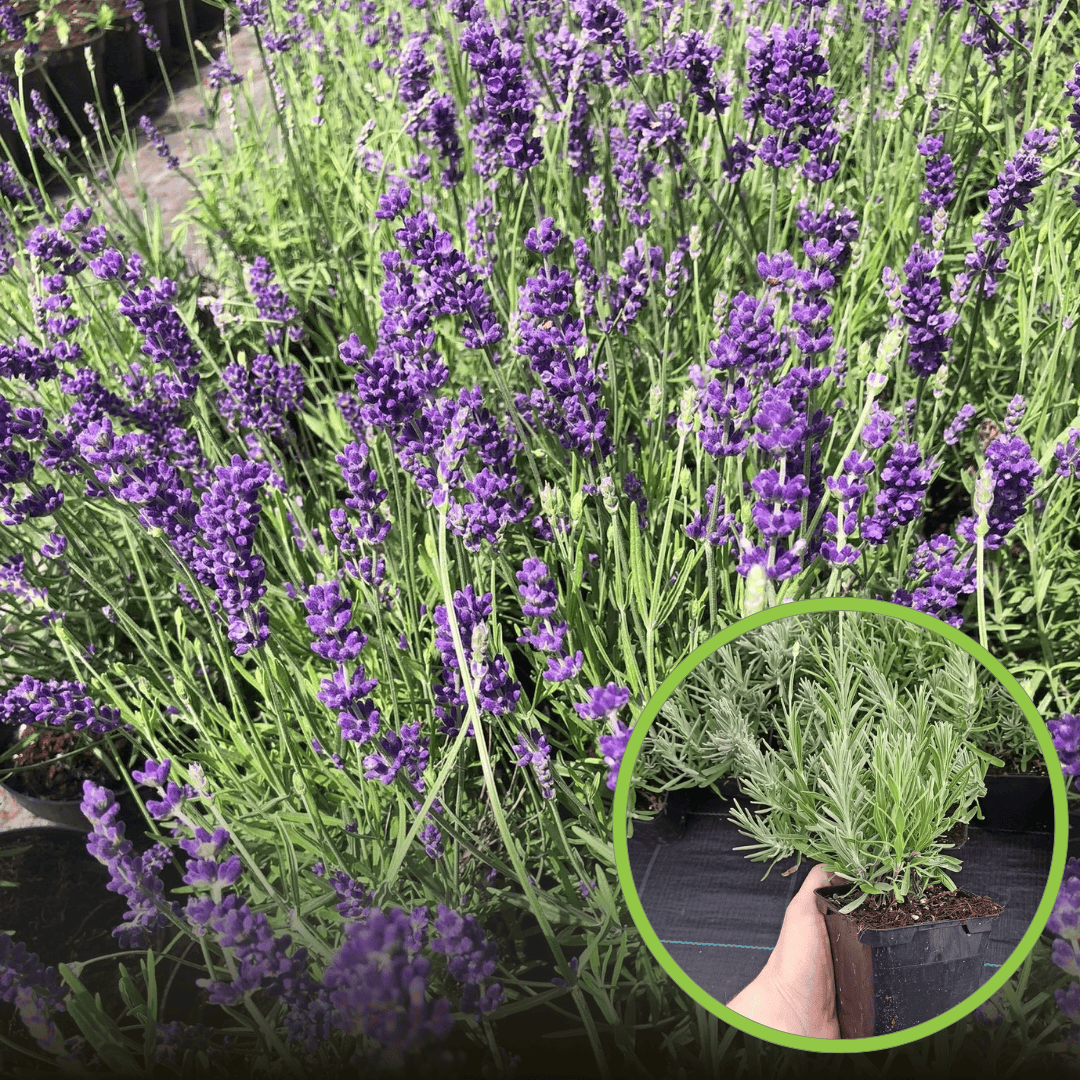 Lawenda HIDCOTE BLUE – gęsta i kompaktowa