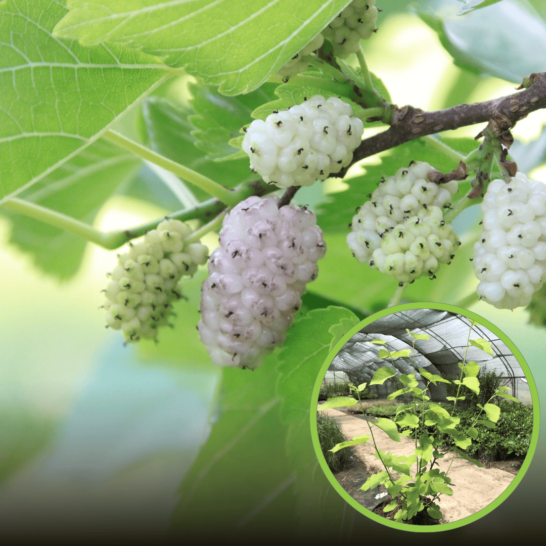 Morwa biała Milanówek (Morus alba) - Zdrowe i smaczne owoce Morus alba 'Milanowek' 1