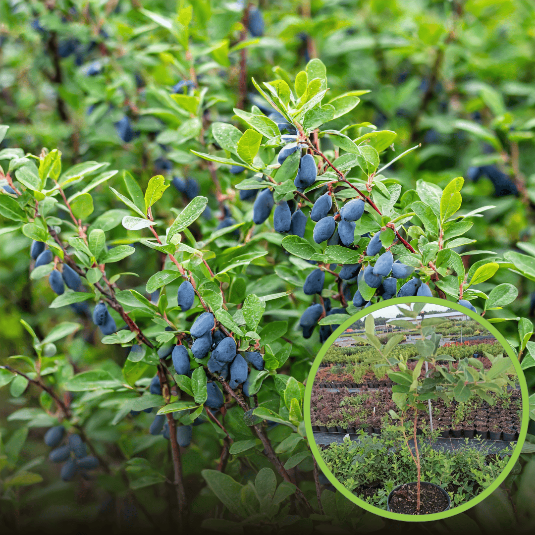 Jagoda kamczacka SINICZKA multiplat Lonicera caerulea L. var. kamtschatica 'SINICZKA ' Multiplat 1