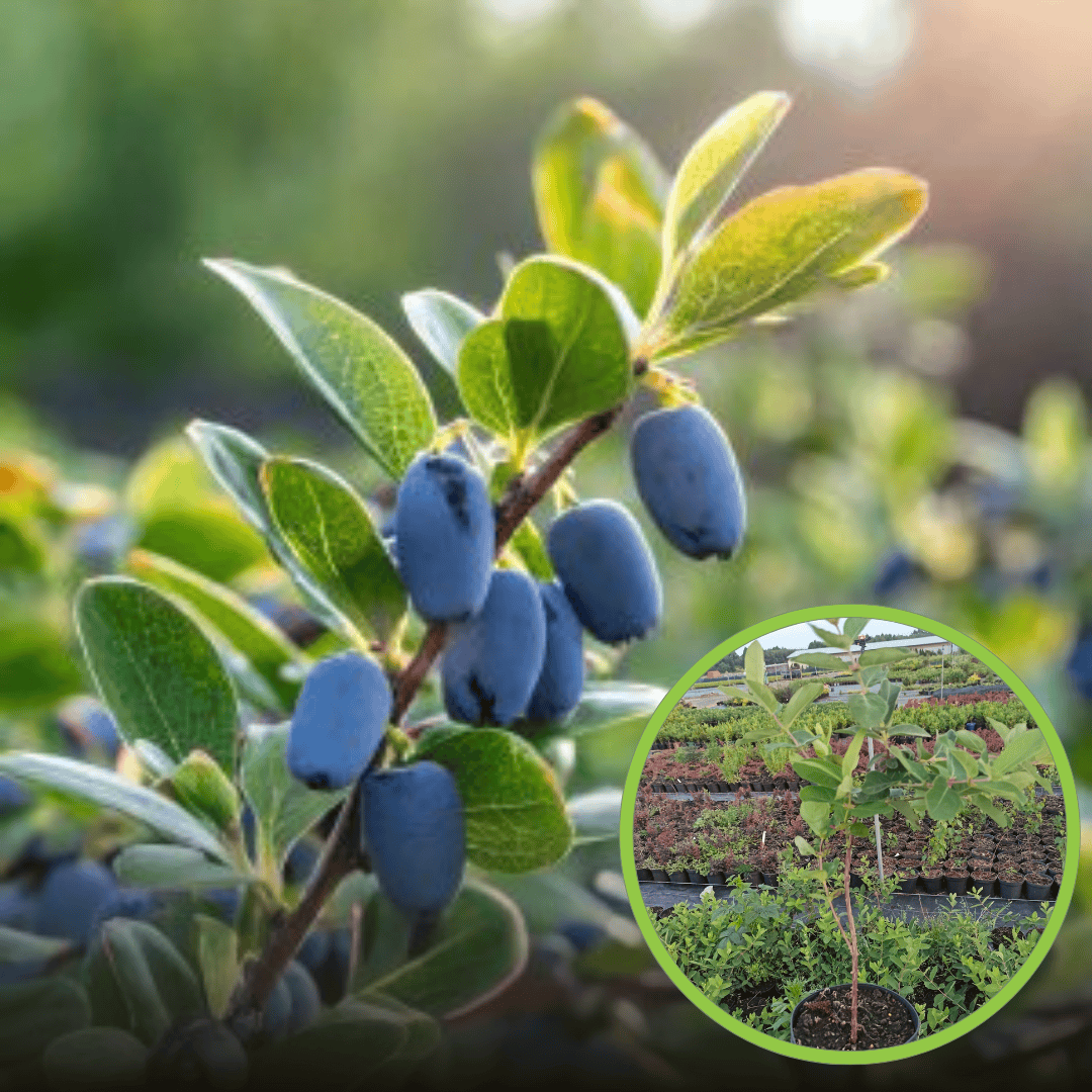 Jagoda kamczacka Nimfa 4-letnia sadzonka Lonicera caerulea L. var. kamtschatica 'NIMFA ' 4L 1