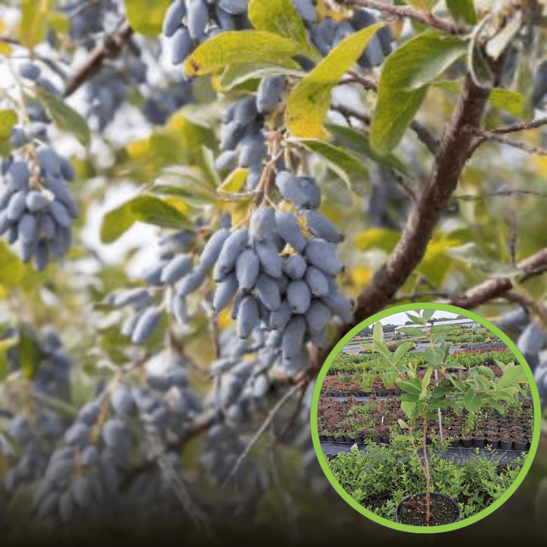 Jagoda kamczacka Duet duża 4-letnia sadzonka Lonicera caerulea L. var. kamtschatica 'DUET ' 4L 1