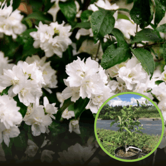 Jaśminowiec Minnesota snowflake (Philadelphus) Philadelphus coronarius 'Minnesota snowflake' 1