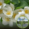 Jaśminowiec wonny Kalina (Philadelphus) Philadelphus coronarius 'Kalina' 1