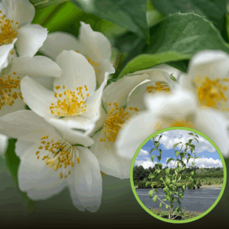 Jaśminowiec wonny Kalina (Philadelphus) Philadelphus coronarius 'Kalina' 1