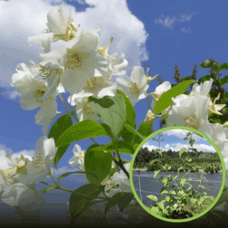 Jaśminowiec wonny Virginal (Philadelphus) Philadelphus coronarius 'Virginal ' 1