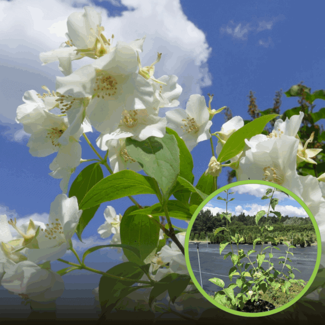 Jaśminowiec wonny Virginal (Philadelphus) Philadelphus coronarius 'Virginal ' 1