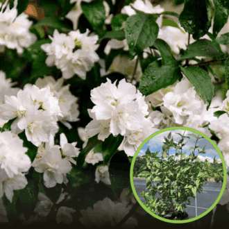 Jaśminowiec Girandole - Philadelphus Philadelphus coronarius 'Girandole ' 1