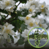 Jaśminowiec wonny Waterton (Philadelphus) Philadelphus coronarius 'Waterton' 1