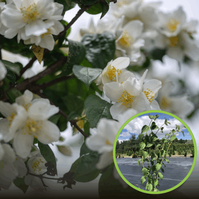 Jaśminowiec wonny Waterton (Philadelphus) Philadelphus coronarius 'Waterton' 1