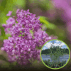 Lilak chiński Saugeana Fioletowy Syringa chinensis 'Saugeana' 1