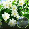 Jaśminowiec wonny Lemoinei (Philadelphus) Philadelphus coronarius 'Lemoinei ' 1
