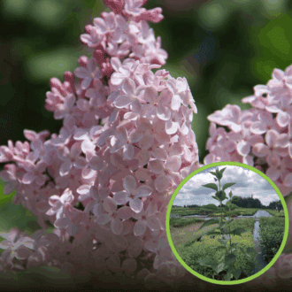 Lilak pospolity General Pershing - JASNA BIEL Syringa vulgaris 'General pershing' 1